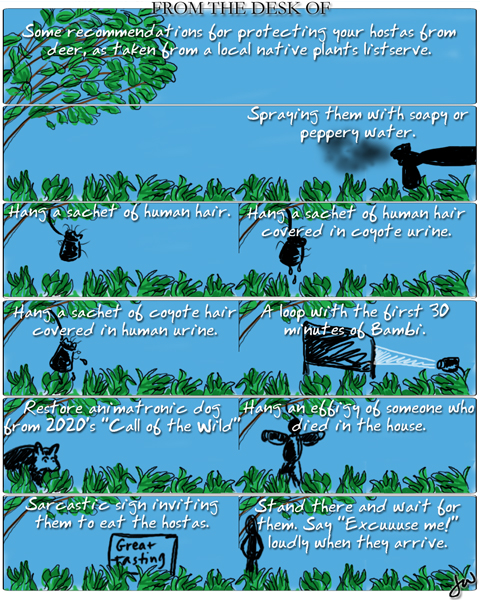 drawing of a tree overhanging a row of hostas, lots of ideas underneath for how to keep deer away